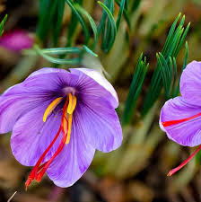 معامله ۱۵۷ کیلوگرم زعفران در بازار آتی بورس کالا